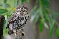Pójdźka - Little owl - Athene noctua